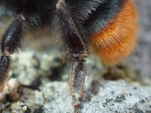 Réf. 297 886 : Bombus lapidarius